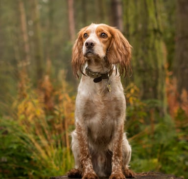 Thing To Do Pet Friendly